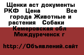 Щенки аст документы РКФ › Цена ­ 15 000 - Все города Животные и растения » Собаки   . Кемеровская обл.,Междуреченск г.